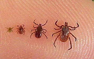 Wood Ticks by Fairfax County