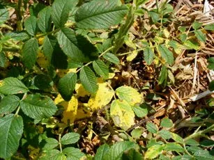Yellow leaves on rose shrub by Midwest Gardening