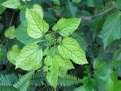 Yellow leaves Iron deficiency on hibiscus by Malcom Manners