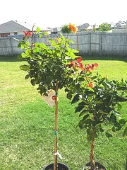tree rose1
