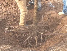 bare root tree2