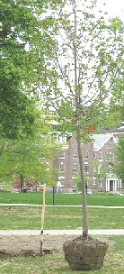 A young balled and burlapped tree standing on a lawn ready to be planted