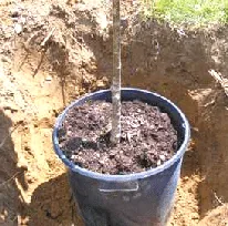 Container Grown Tree by Midwest Gardening