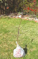 roots and wet mulch enclosed in plastic