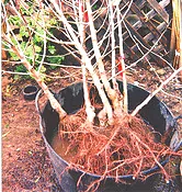 soaking bare root trees by Midwest Gardening