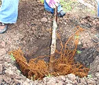 do not stuff the roots in a too small hole
