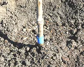Soil line tape should be visible when planting complete