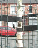 staked with thick rubber ties