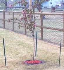 staked trees