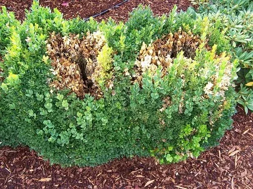 boxwoodblight