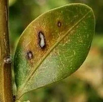 Box blight