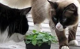 CATNIP