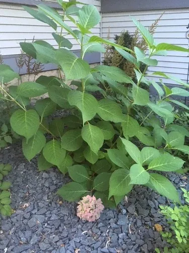 Endless Summer Hydrangea by Midwest Gardening
