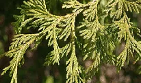 False Cypress Sungold
