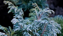 squarrosa foliage
