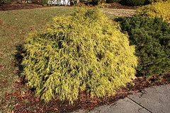 Falsecypress Golden Mop