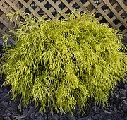Gold Mop Cypress