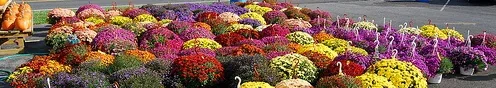 Hardy Mums by NCReedplayer
