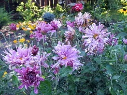 Morden Dreamweaver mum by Daryl Mitchell 2