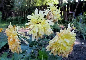 Morden Tiger Tail mum by Daryl Mitchell 2
