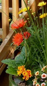 Gerbera Daisy long stems by Midwest Gardening