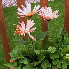 Gerbera with long stems by Midwest Gardening