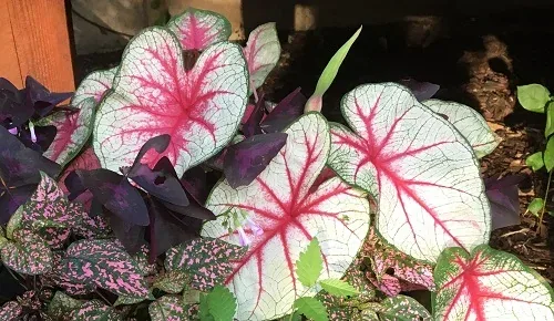 Caladiums by Midwest Gardening