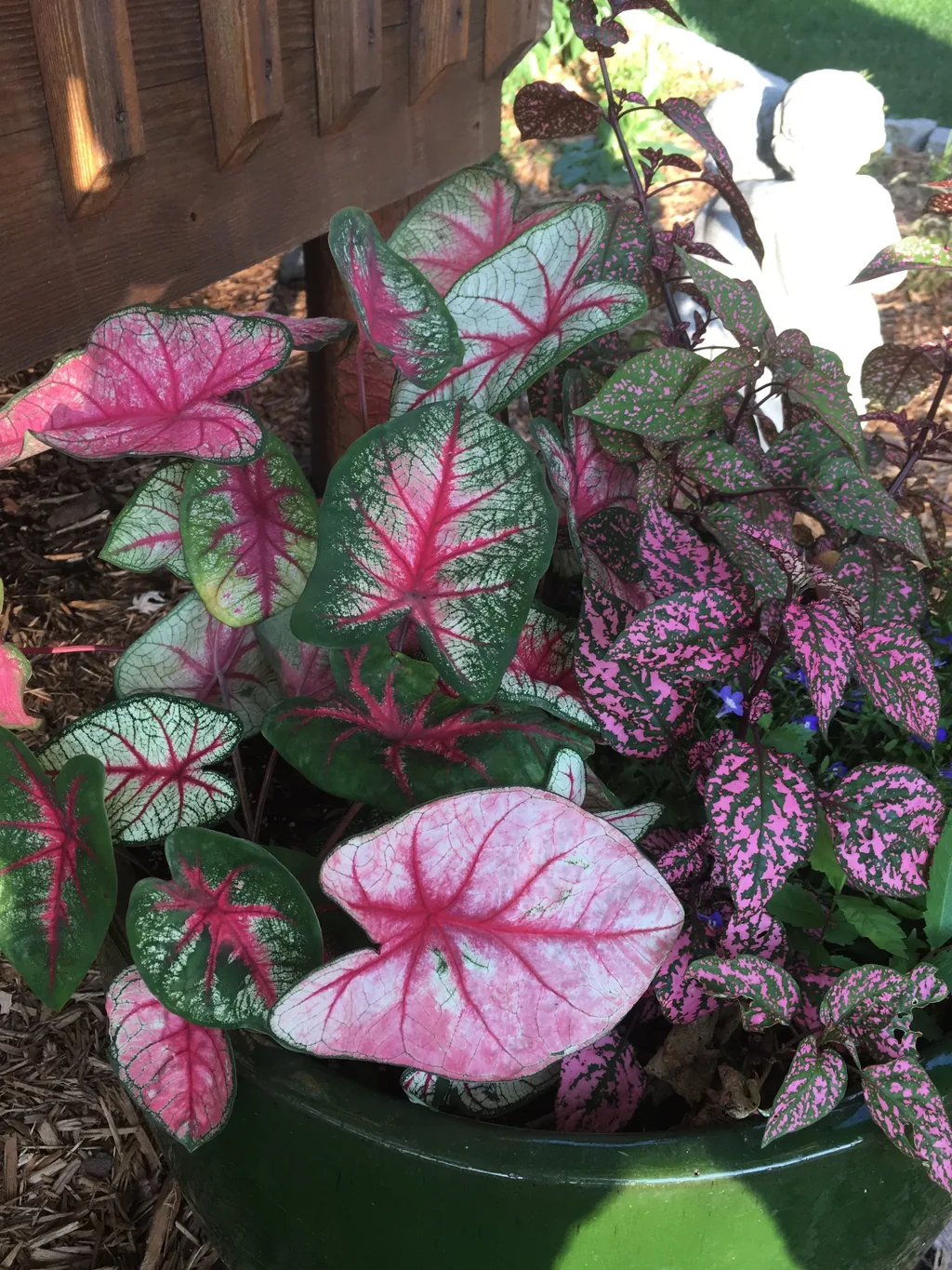 Caladiums in sun by Midwest Gardening