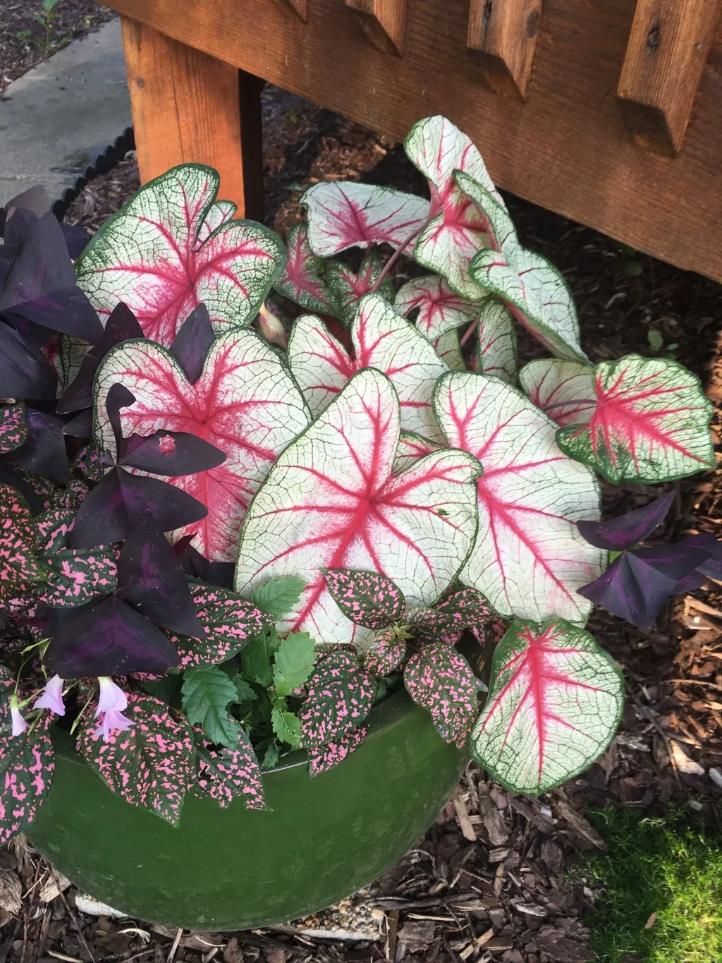 Caladiums in shade by Midwest Gardening