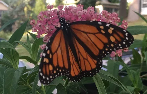 Monarch by Midwest Gardening
