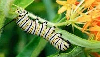 Monarch caterpillar