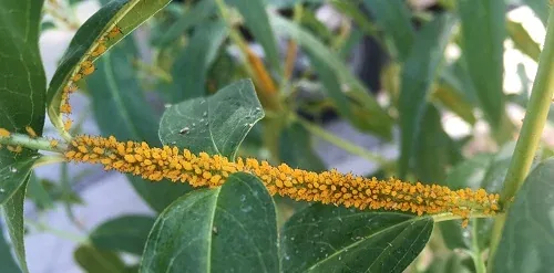 Milkweed Aphids by Midwest Gardening