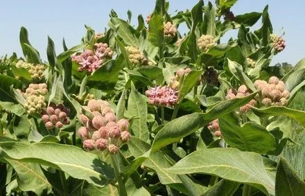 Showy Milkweed