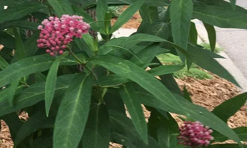 Swamp Milkweed