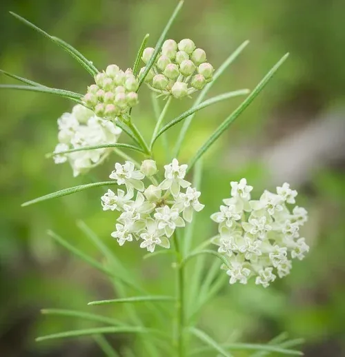 Whorled Milkweed