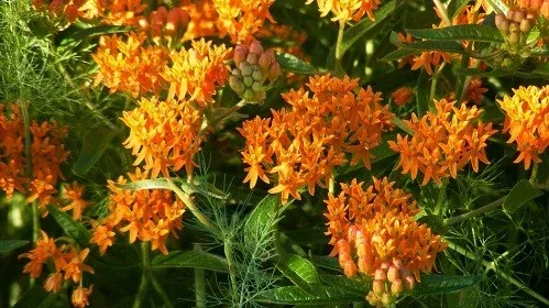 Butterfly Weed blooms