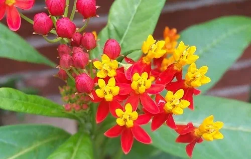 Tropical Milkweed