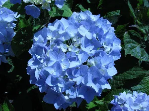 Endless Summer Hydrangea Blue by Captain tucker