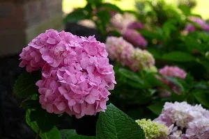 Pink mophead hydrangea flowers in a shady garden bed