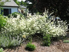 salix hakuro nashiki