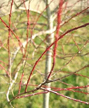 Dappled Willow Red Winter Stems