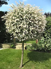 Ornamental willow 1