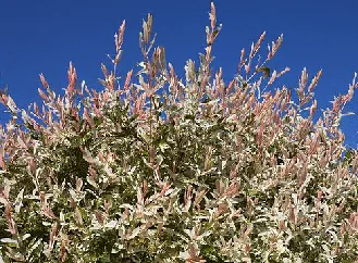 Salix integra Hakuro Nashiki by Wouter Hagens