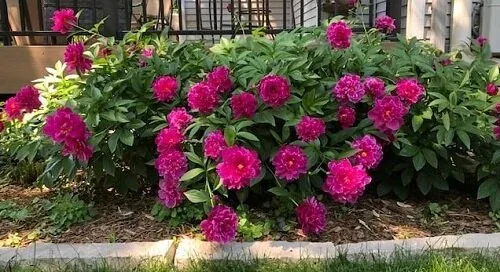 Peonies by Midwest Gardening
