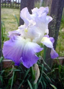 Reblooming Iris Clarence by Kay Schlumpf