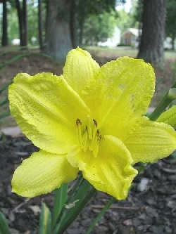 Happy Returns reblooming daylily by Paul S