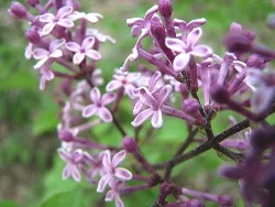 Close-up of lavender-pink reblooming lilac flowers