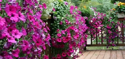Petunias by Linda