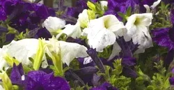 Petunias after the rain