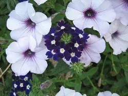 Orchid Daddy Grandiflora Petunia by Ms Sticky
